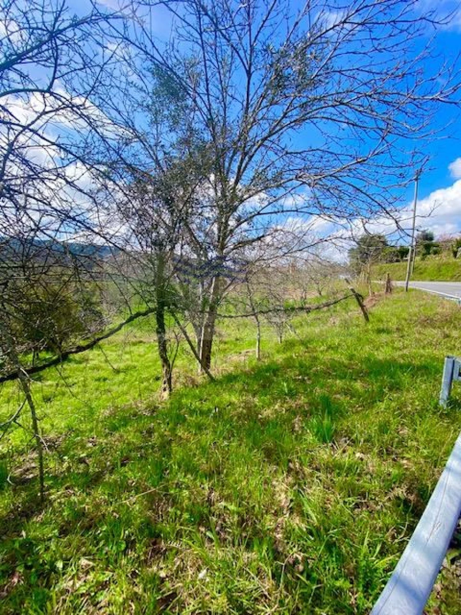 Terreno para Venda em Cedrim e Paradela Foto 7