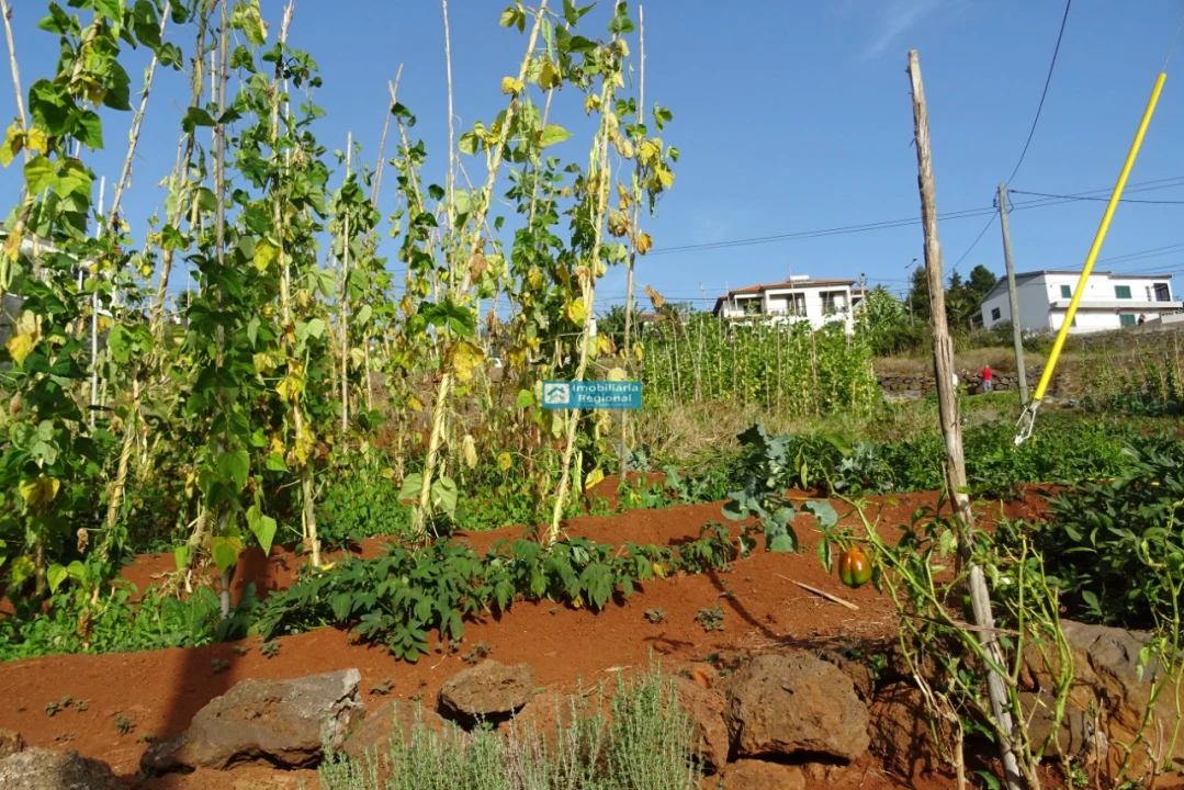 Terreno para Venda em São Martinho Foto 17