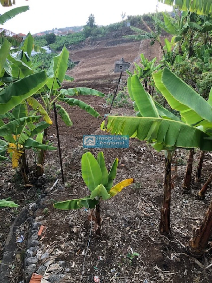 Terreno para Venda em Ponta do Sol Foto 14