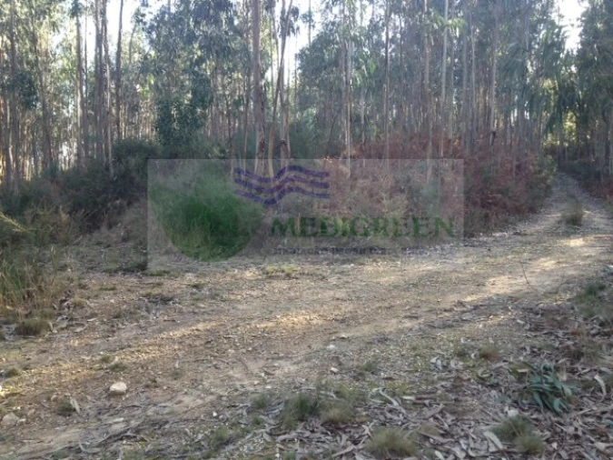 Terreno para Venda em Pessegueiro do Vouga Foto 2