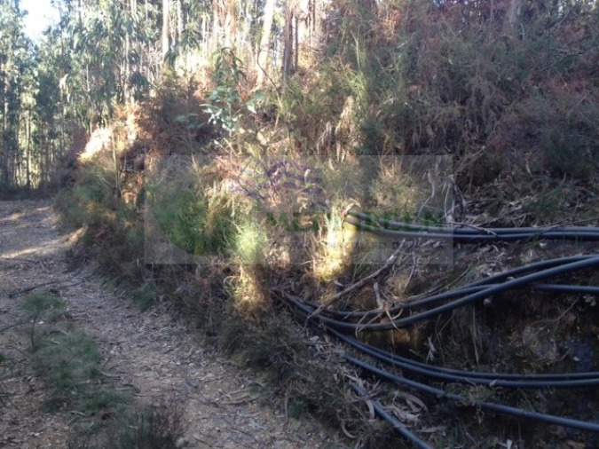 Terreno para Venda em Pessegueiro do Vouga Foto 4