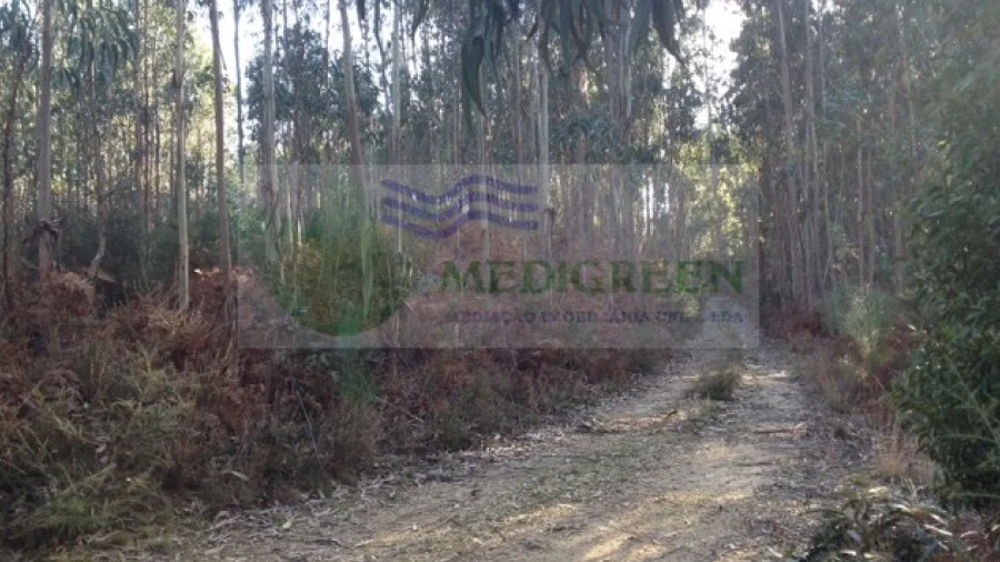 Terreno para Venda em Pessegueiro do Vouga