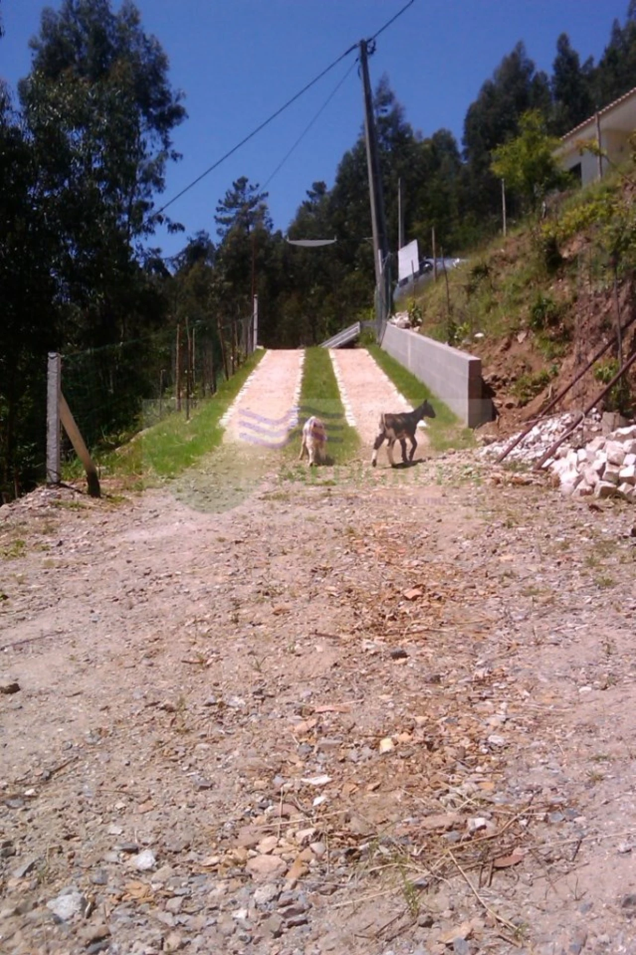 Terreno para Venda em Sever do Vouga Foto 3