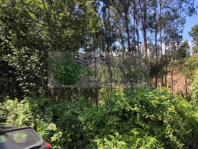 Terreno para Venda em Cedrim e Paradela Foto 14