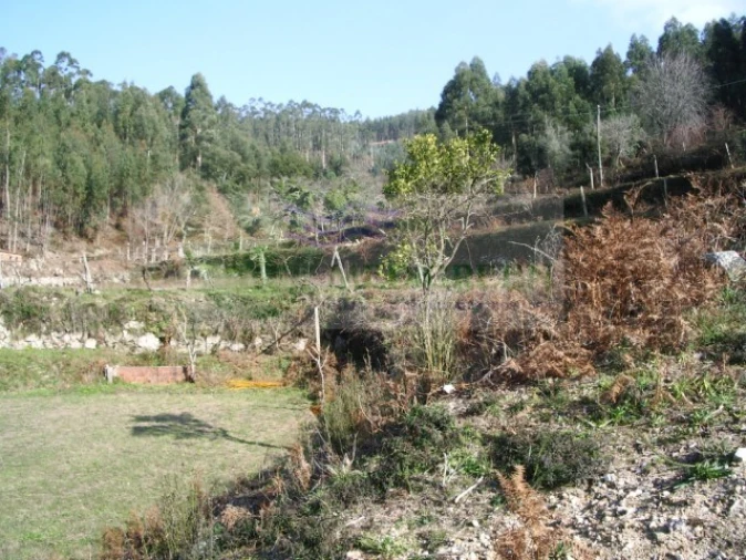 Terreno para Venda em Cedrim e Paradela Foto 1
