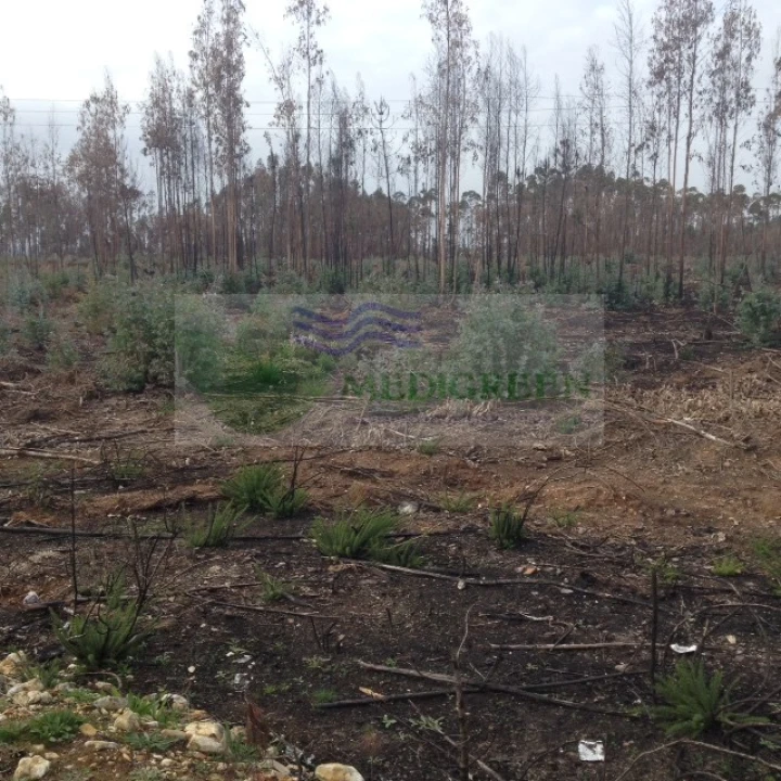 Terreno para Venda em Águeda e Borralha Foto 1