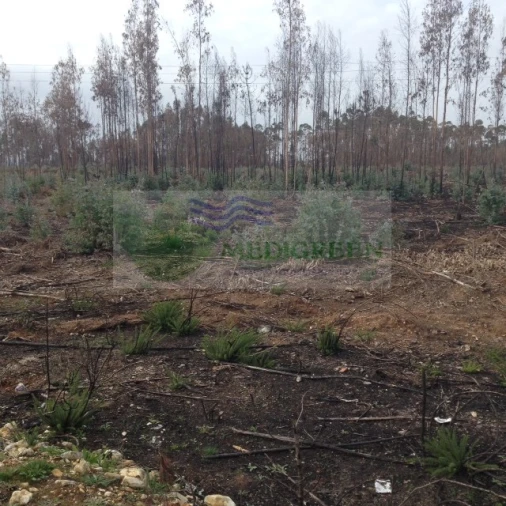 Terreno para Venda em Águeda e Borralha