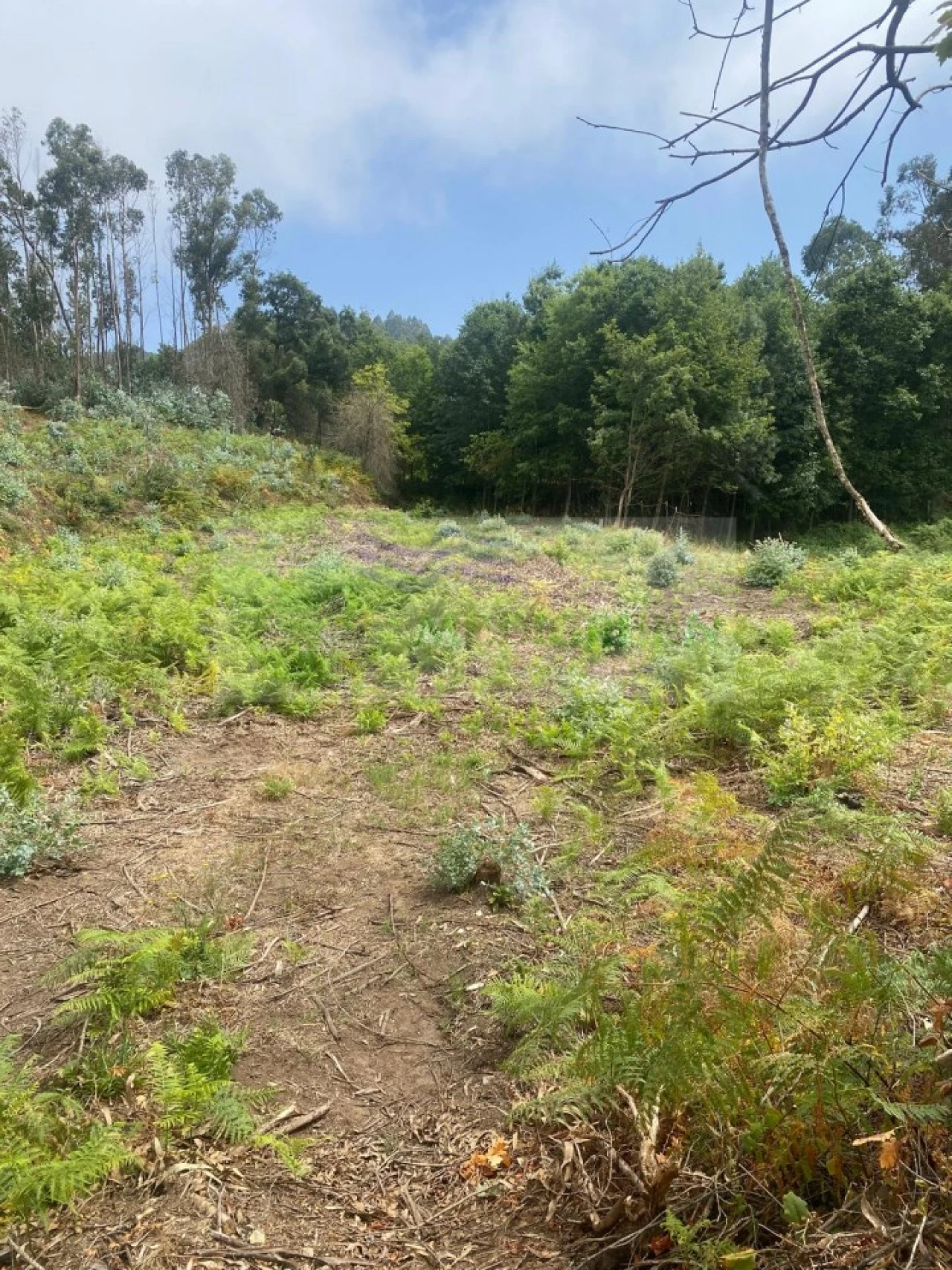 Terreno para Venda em Rocas do Vouga Foto 1