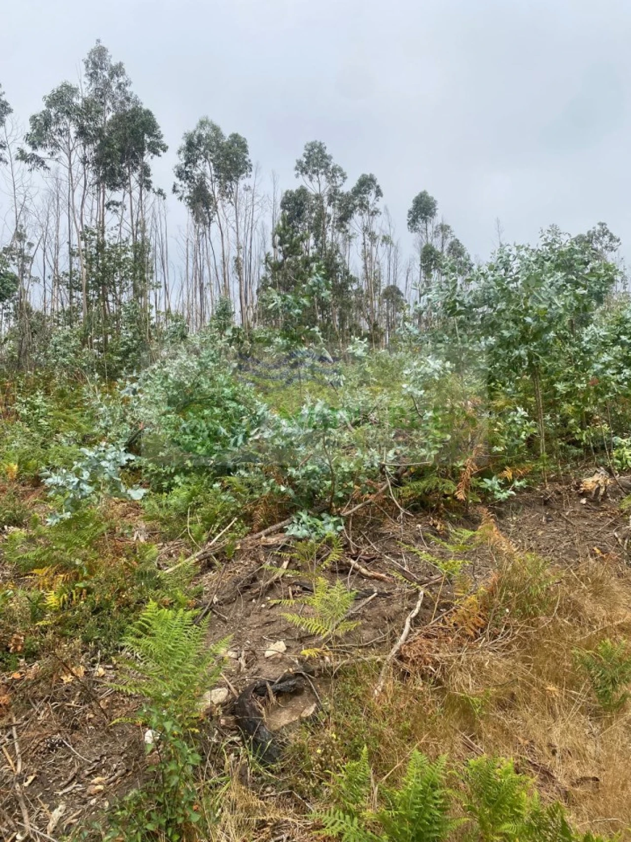 Terreno para Venda em Rocas do Vouga Foto 4
