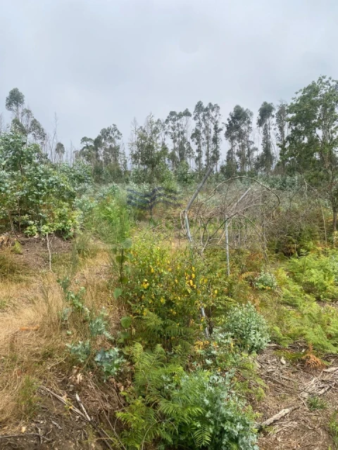 Terreno para Venda em Rocas do Vouga