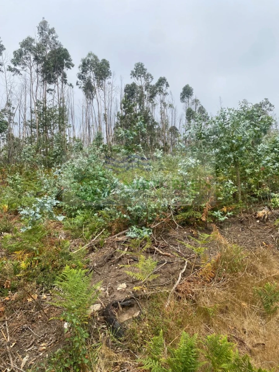 Terreno para Venda em Rocas do Vouga Foto 4