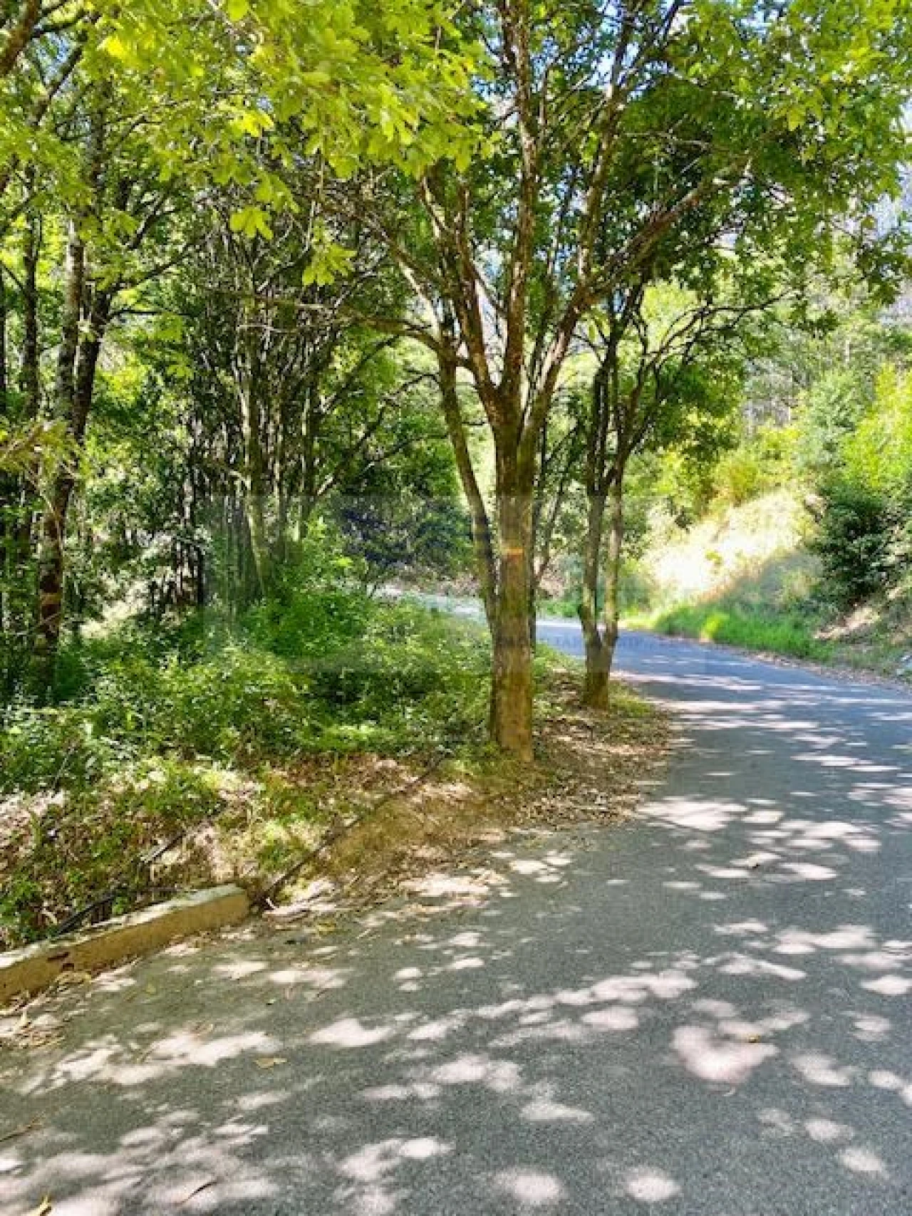 Terreno para Venda em Pessegueiro do Vouga Foto 1