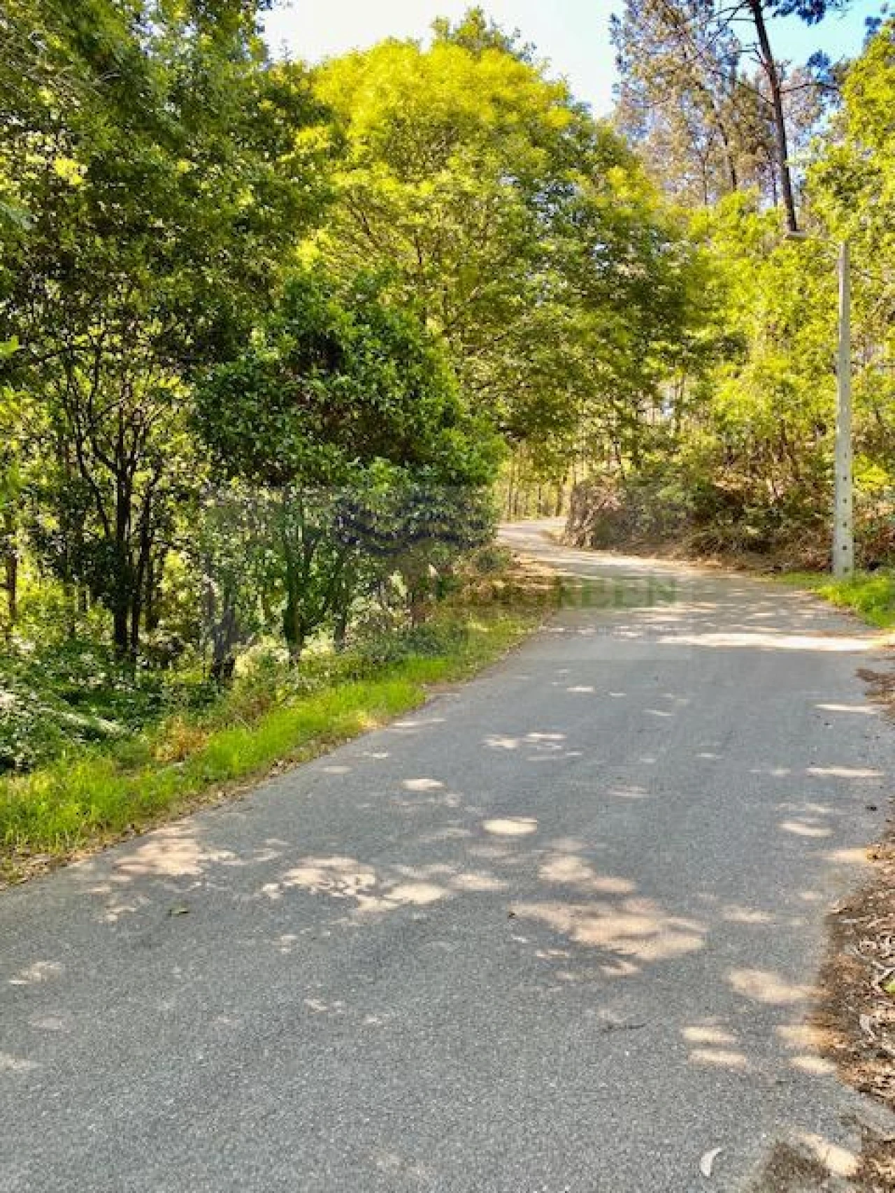 Terreno para Venda em Pessegueiro do Vouga Foto 4
