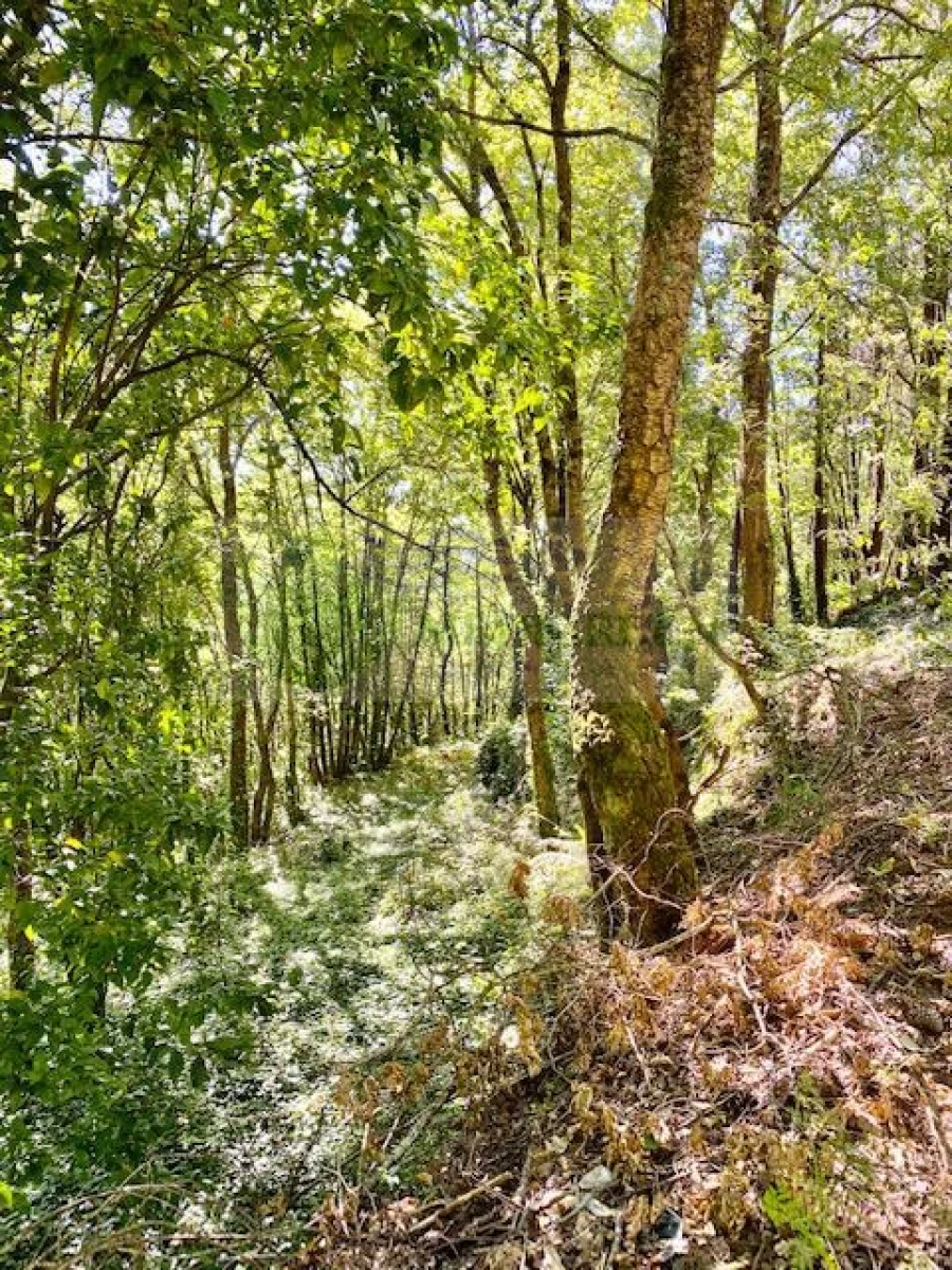 Terreno para Venda em Pessegueiro do Vouga Foto 3