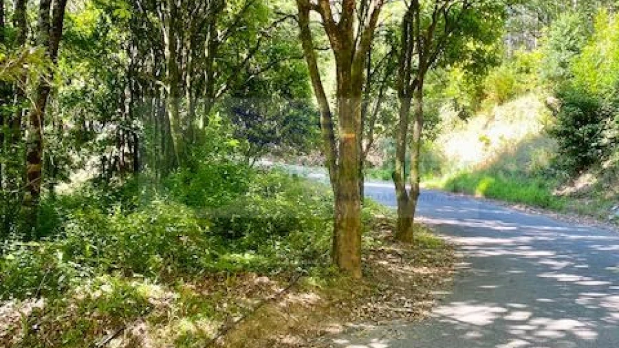 Terreno para Venda em Pessegueiro do Vouga
