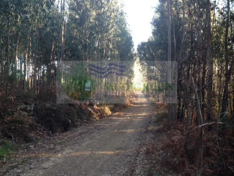 Terreno para Venda em Sever do Vouga Foto 2