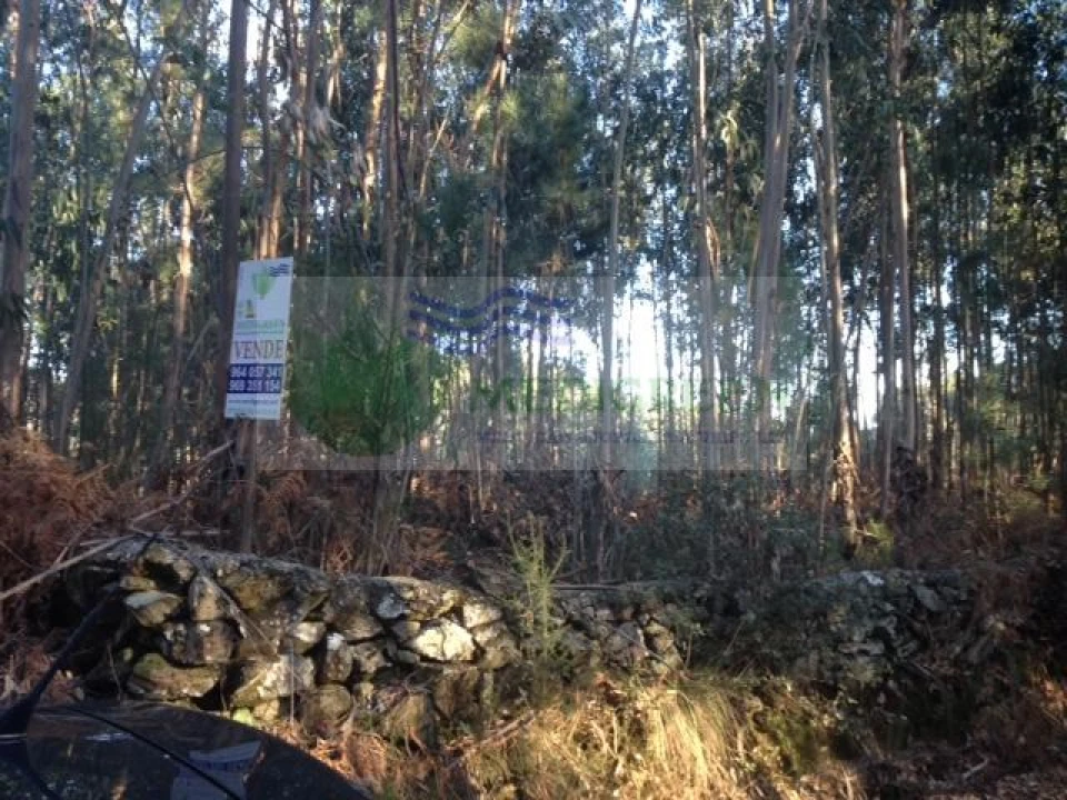 Terreno para Venda em Sever do Vouga Foto 3