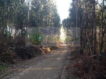 Terreno para Venda em Sever do Vouga