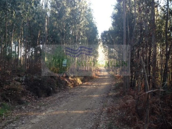 Terreno para Venda em Sever do Vouga Foto 2