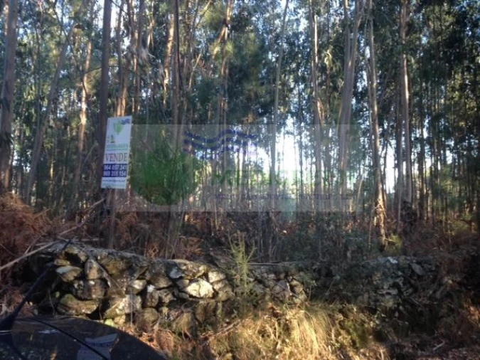 Terreno para Venda em Sever do Vouga Foto 3