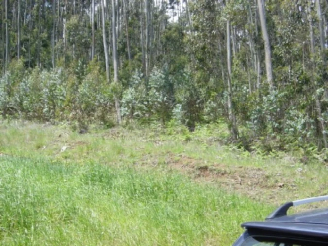 Terreno para Venda em Camacha Foto 15