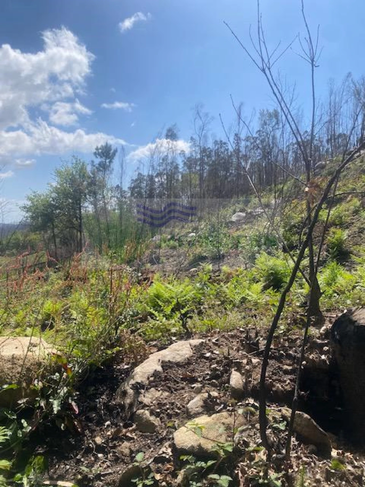 Terreno para Venda em Pessegueiro do Vouga Foto 6