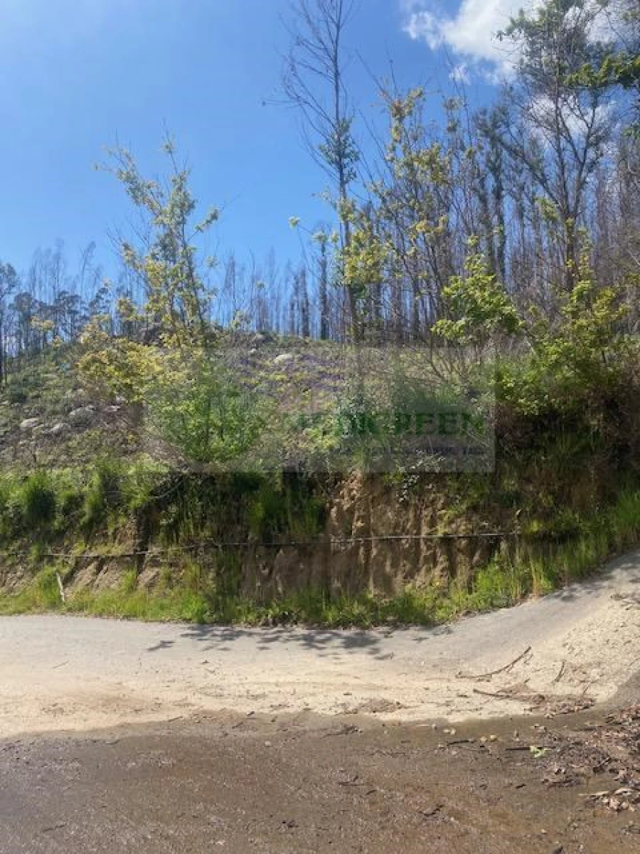 Terreno para Venda em Pessegueiro do Vouga Foto 4
