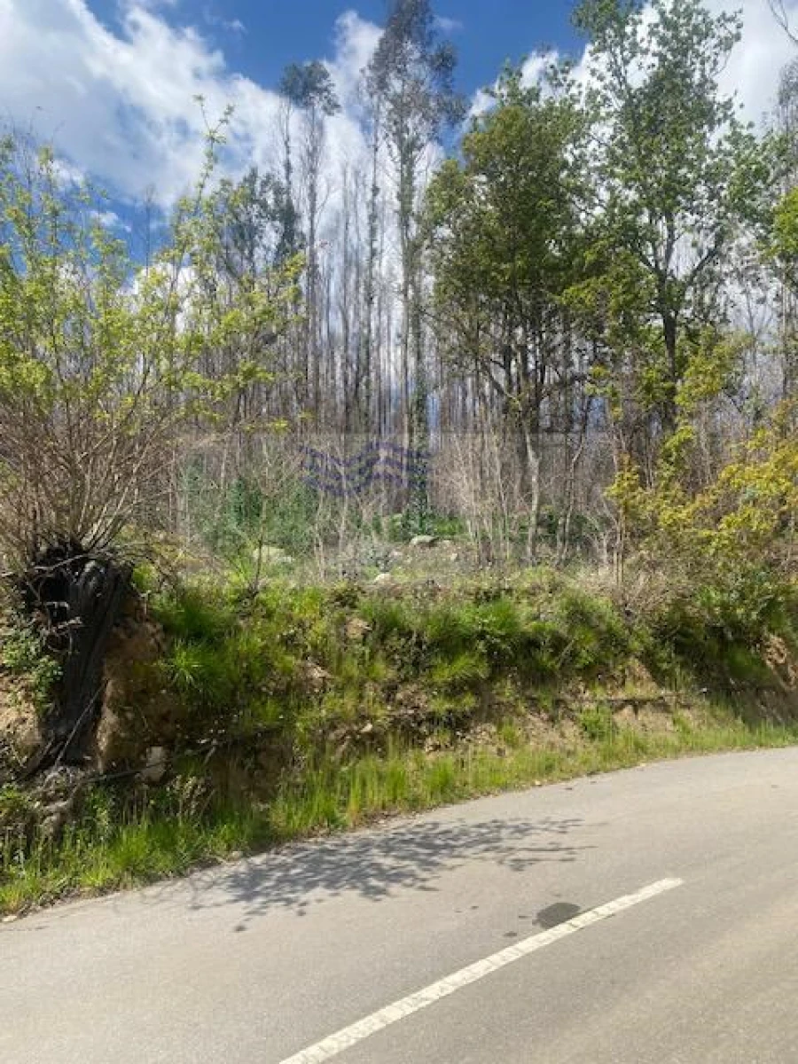 Terreno para Venda em Pessegueiro do Vouga Foto 10