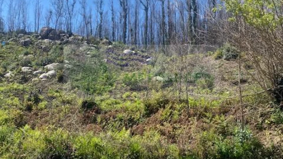 Terreno para Venda em Pessegueiro do Vouga