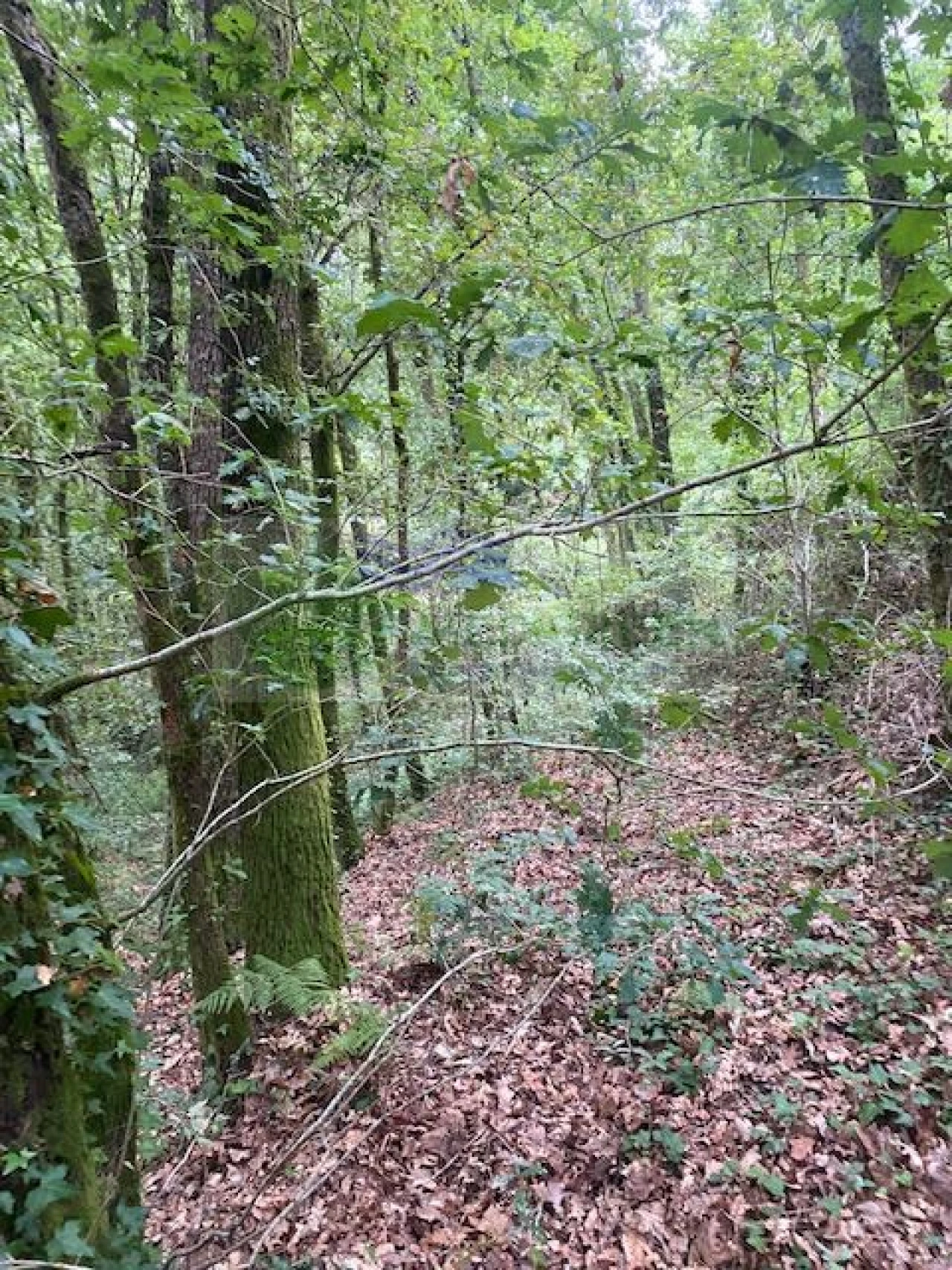Terreno para Venda em Arcozelo das Maias Foto 4