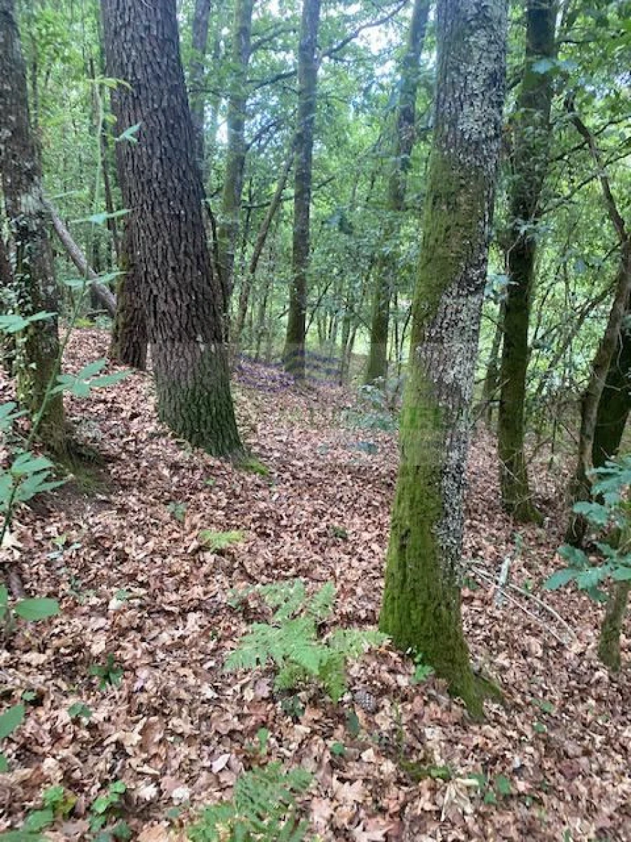 Terreno para Venda em Arcozelo das Maias Foto 3