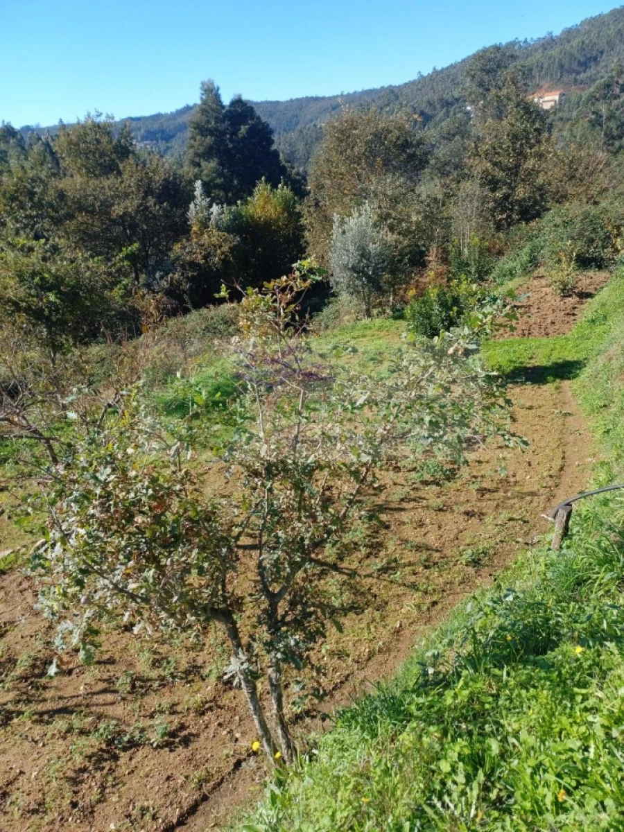 Terreno para Venda em Silva Escura e Dornelas Foto 5