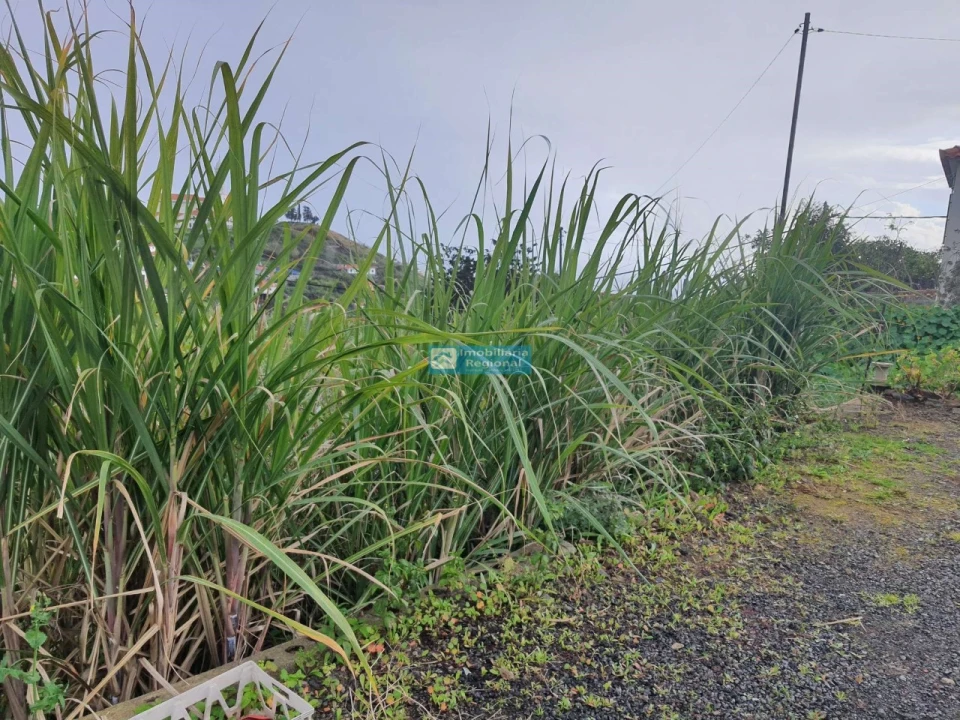 Terreno para Venda em São Martinho Foto 15