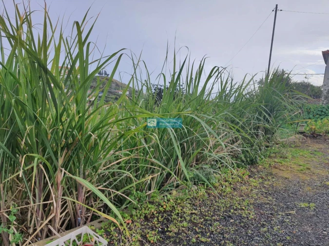 Terreno para Venda em São Martinho Foto 15