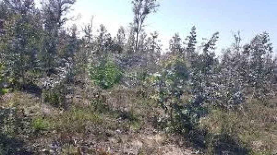 Terreno para Venda em Ferreira de Aves Foto 1