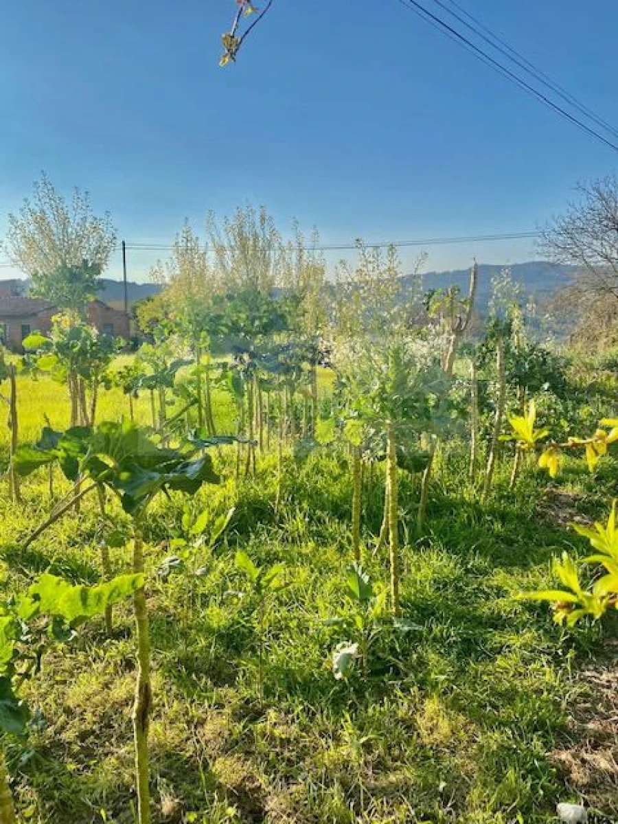 Terreno para Venda em Cedrim e Paradela Foto 4