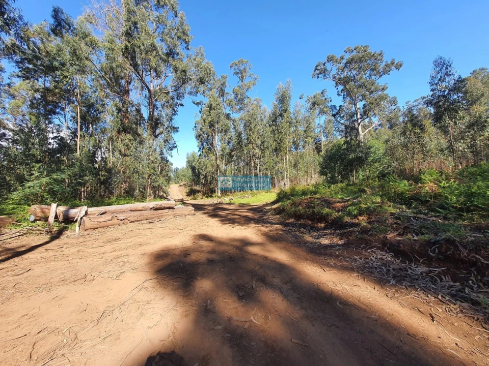 Terreno para Venda em Ponta do Sol Foto 7