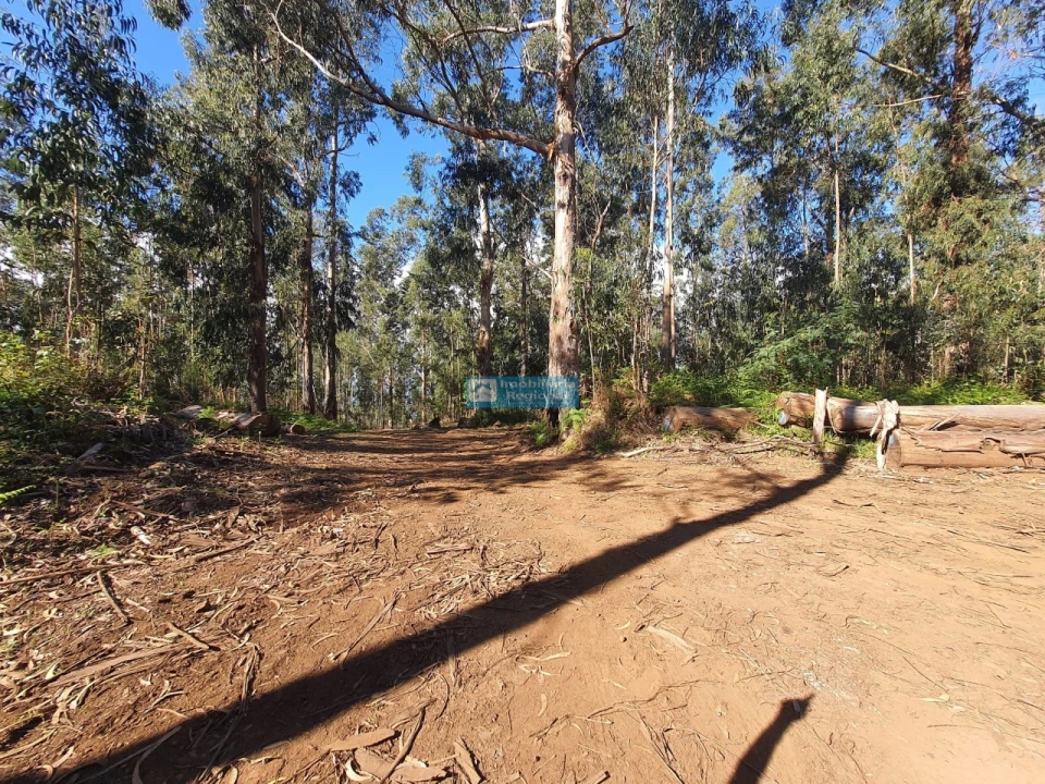 Terreno para Venda em Ponta do Sol Foto 8