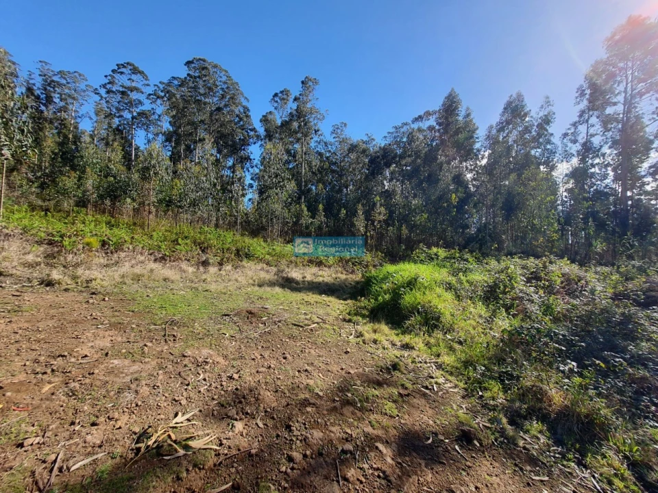 Terreno para Venda em Ponta do Sol Foto 2