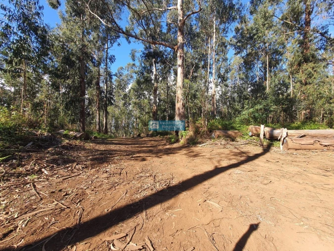Terreno para Venda em Ponta do Sol Foto 8