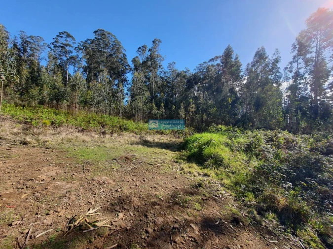 Terreno para Venda em Ponta do Sol Foto 2