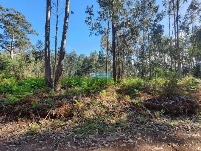 Terreno para Venda em Ponta do Sol Foto 10