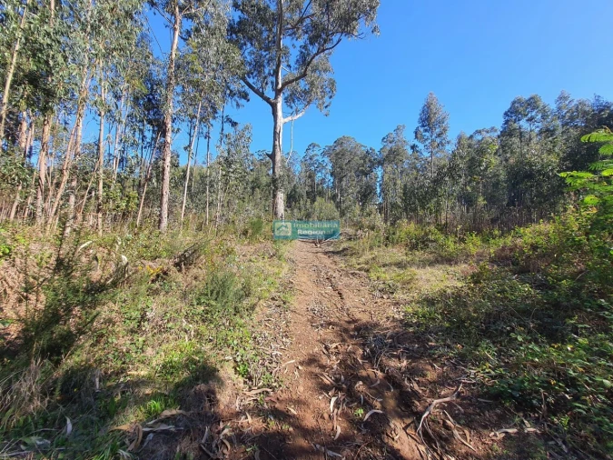 Terreno para Venda em Ponta do Sol Foto 13