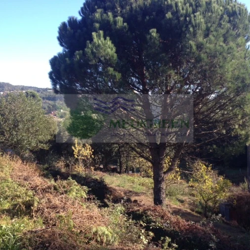 Terreno para Venda em Silva Escura e Dornelas Foto 3