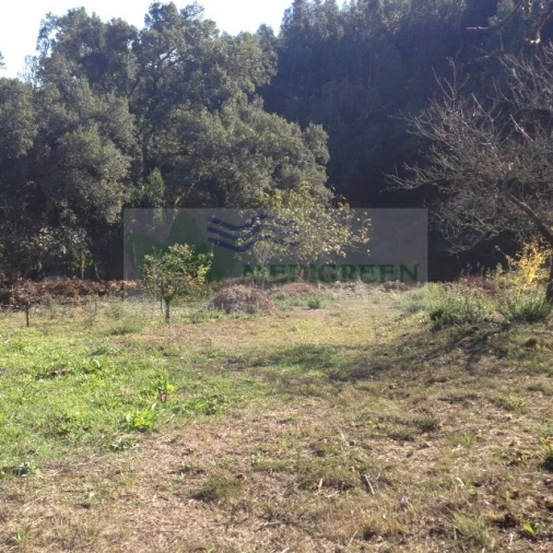 Terreno para Venda em Silva Escura e Dornelas Foto 8