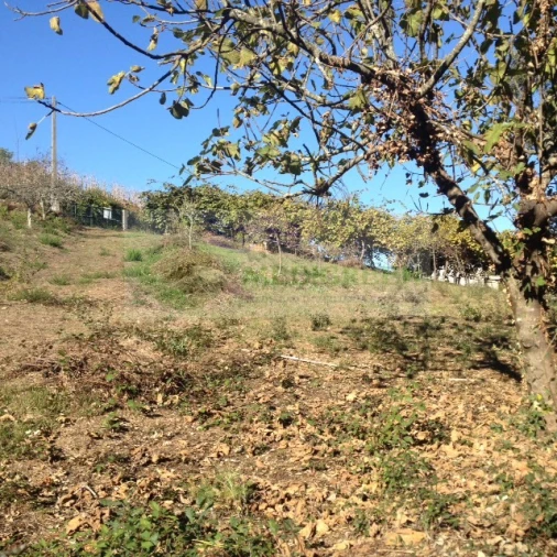 Terreno para Venda em Silva Escura e Dornelas Foto 12