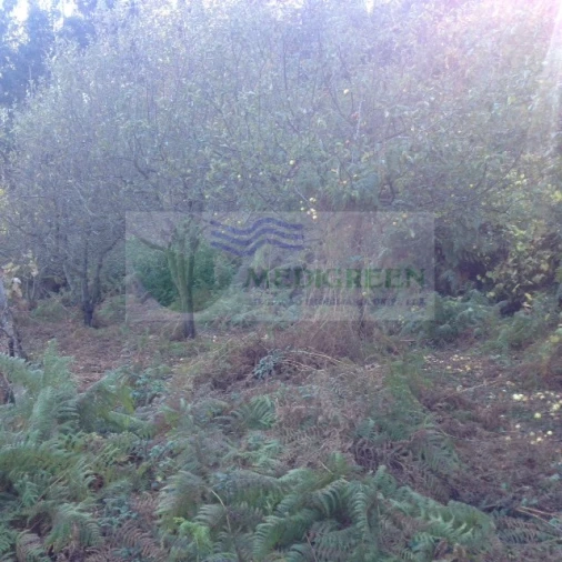 Terreno para Venda em Silva Escura e Dornelas Foto 14