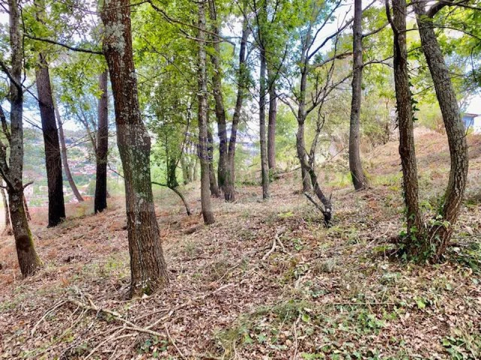 Terreno para Venda em Cedrim e Paradela Foto 1