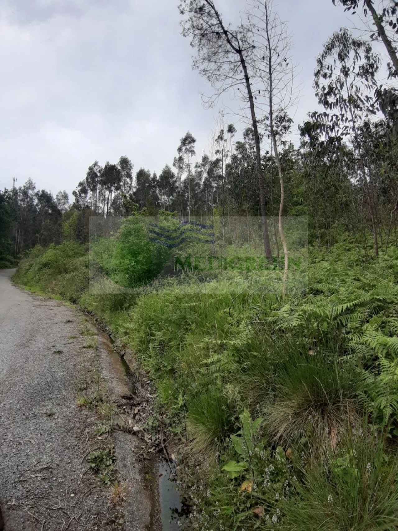 Terreno para Venda em Sever do Vouga Foto 1