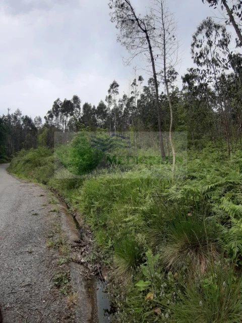 Terreno para Venda em Sever do Vouga
